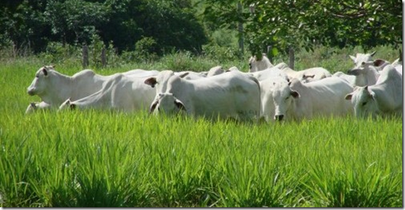 brachiaria