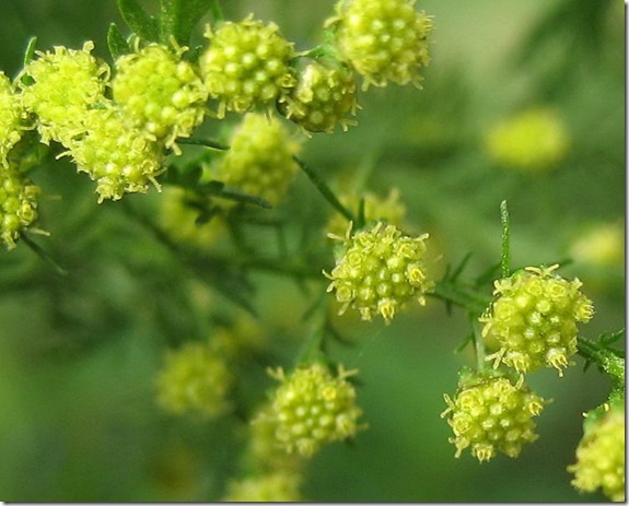 artemisia-annua