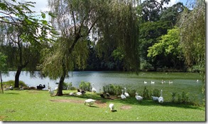 lago