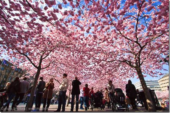 clip_image004 clip_image004