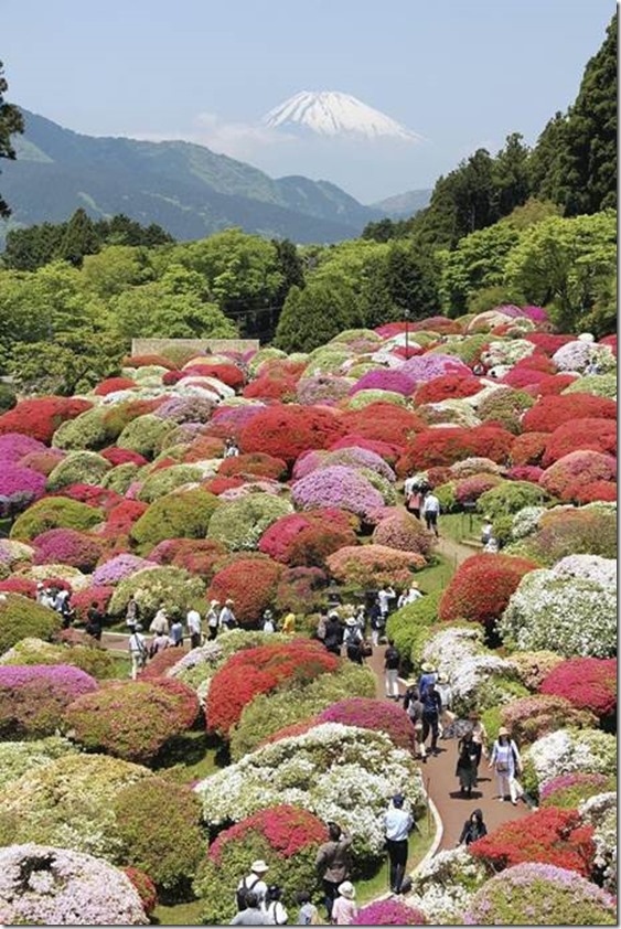 clip_image002 clip_image002